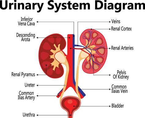 organ of renal system figgerits